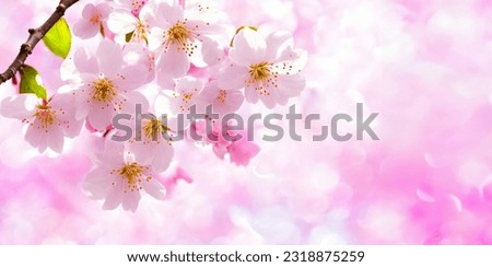 Cherry blossom background, Blurred pastel pink tone, Soft focus, there is an area for text in the corners of the picture. Royalty-Free Stock Photo #2318875259