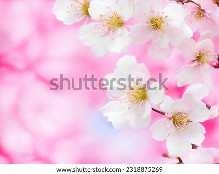 Cherry blossom background, Blurred pastel pink tone, Soft focus, there is an area for text in the corners of the picture.