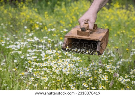 Chamomile flowers spring gathering by handmade wooden old-fashioned tool for medical use.