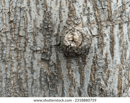Macro photography of the bark of a ketapang leaf whose tree surface looks like stretch marks