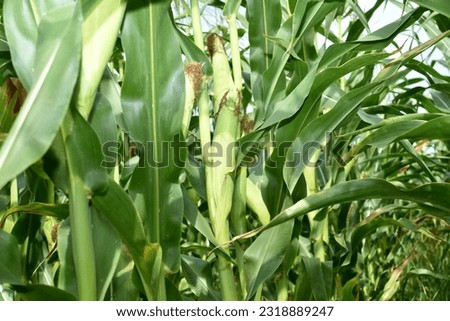 The picture shows a corn field, on the stems of the plant the cobs ripen.