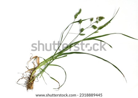 The picture shows a tutorial for studying bluegrass grass, showing its stems, leaves and flowers.
