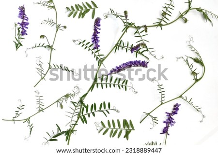 The picture shows a texture pattern created by a climbing stem, leaves and flowers of the mouse pea plant.