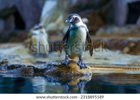 A picture of a Humboldt Penguin at the Chiang Mai Zoo.Penguin in a zoo.