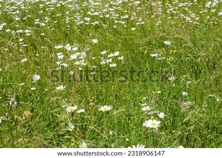 field of daisies in the summer
