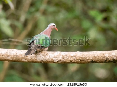 An asian emerald dove perched on a branch in the deep jungles on the outskirts of Thattekad, Kerala