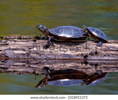 Painted turtle couple close-up side view resting on a moss log with water reflection and a blur water background in their environment and habitat surrounding. Turtle Picture.
