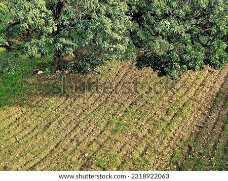 Rice crop fields blank after cut down in pre winter season