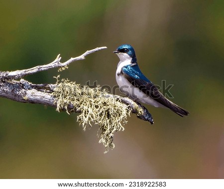 Swallow close-up side view perched on a moss branch with colourful background in its environment and habitat surrounding. 

