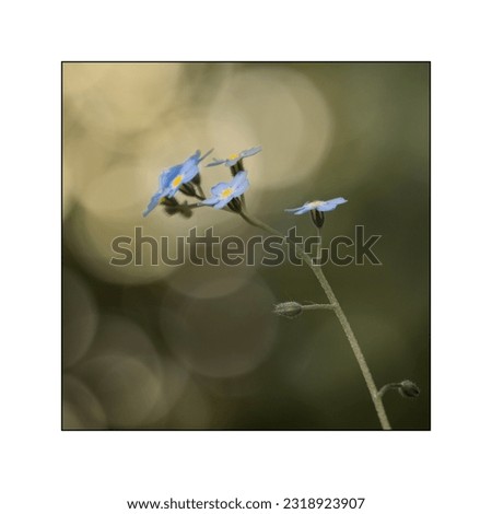 
A close up detail of a single flower of Myosotis, also called mouse ear, forget-me-not or scorpion grass. Pictures for the interior have an interesting decorative bokeh.