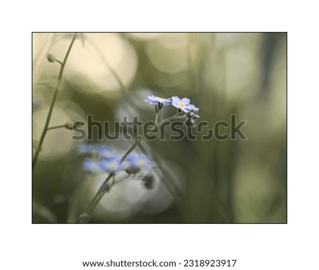 
A close up detail of a single flower of Myosotis, also called mouse ear, forget-me-not or scorpion grass. Pictures for the interior have an interesting decorative bokeh.