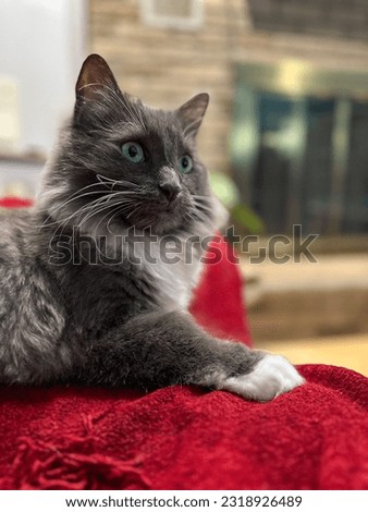 Photograph of beautiful grey and white fluffy cat lying on red blanket in front of fireplace.