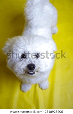 Bichon Frise dog posing in photography studio