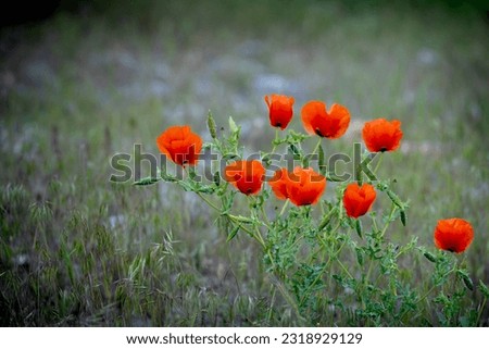 Poppy flower macro harbinger of spring