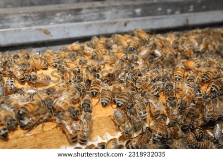 Italian bees make up the heart of the American beekeeping industry. They are well known for their gentle disposition, abundant brood production, and the excellent foraging abilities of workers