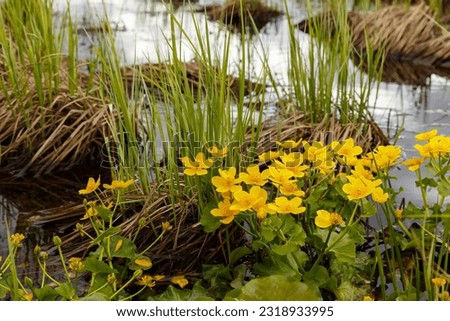 Caltha palustris, known as marsh marigold. Yellow blooming flowers growing in water. Royalty-Free Stock Photo #2318933995