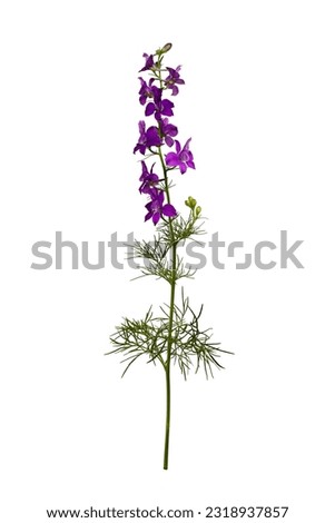 Botanical collection. Wild meadow flower Consolida ajacis purple isolated on a white background. Element for creating design, postcard, pattern, floral arrangement, wedding cards and invitation. Royalty-Free Stock Photo #2318937857