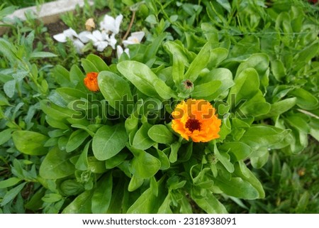 Calendula medicinal plant, orange and yellow flower calendula, calendula flowers in the garden