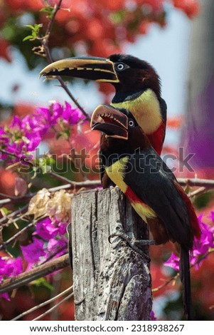 couple aracari with flowers landing in branch 