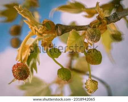 Male and female inflorescences hang from a branch of the plane tree (Platanus × hispanica). Royalty-Free Stock Photo #2318942065