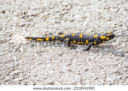 Common salamander in a road at Ioannina, Epirus, Greece