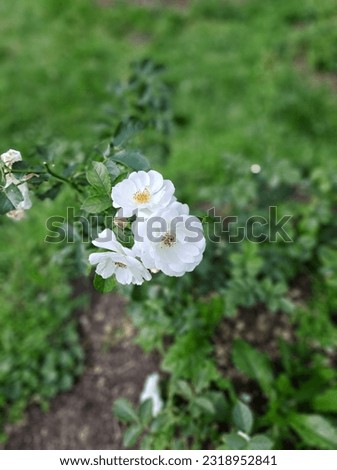 Beauty white rose. Flower garden