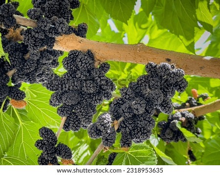 Many black mulberry fruits on tree branch. Black morus berries in garden. Mulberry tree with ripe morus fruit outdoor. Superberry Black Mulberry Tree. Royalty-Free Stock Photo #2318953635