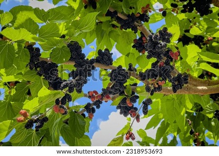 Mulberry tree with ripe morus fruit outdoor.  Many black mulberry fruits on tree branches. Black morus berries in garden. Superberry Black Mulberry Tree. Royalty-Free Stock Photo #2318953693