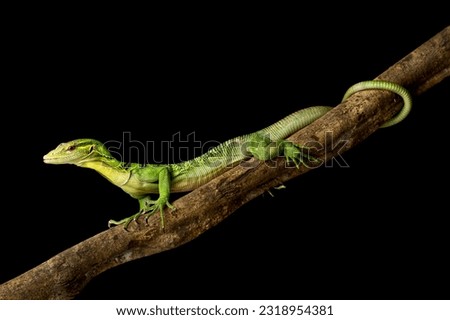 Emerald Tree Monitor (Varanus prasinus) Royalty-Free Stock Photo #2318954381
