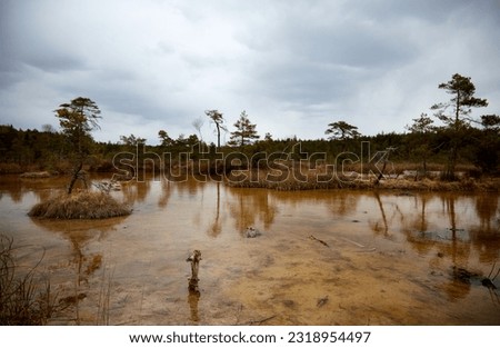 Sulphur swamp bog with a lake and small pines, selective focus. High quality photo