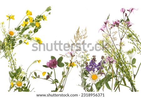 Flowering wild grass and herbs isolated on white background. Border of meadow flowers wildflowers and plants, Lotus, Chamomile, Clover.