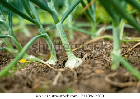Rows of fully grown onions ready to be harvested. Growing own fruits and vegetables in a homestead. Gardening and lifestyle of self-sufficiency. Royalty-Free Stock Photo #2318962303