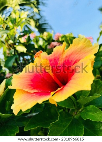 The Hibiscus Flower in Belize