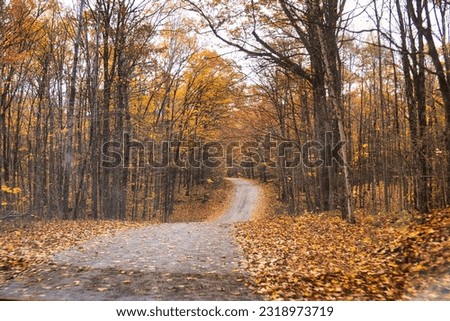 forest road in fall with orange yellow colored leaves on trees and on road Royalty-Free Stock Photo #2318973719