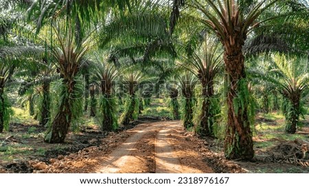 African palm cultivation, palm oil seed, palm oil industry, agriculture, Central America, African palm cultivation, harvest process, panoramic photography my Latin America.