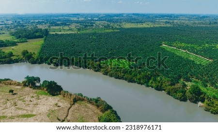 African palm cultivation, palm oil seed, palm oil industry, agriculture, Central America, African palm cultivation, harvest process, panoramic photography my Latin America.