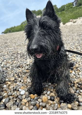 Wet Scottie dog on a pebble beach with tongue out