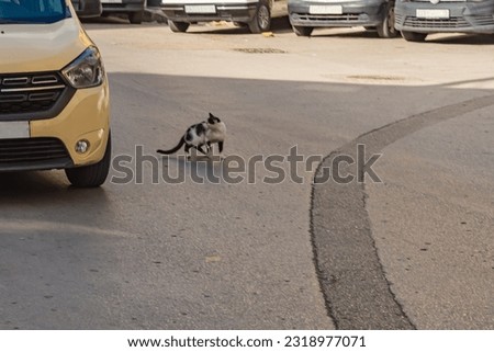The car just nearly hit a cat on the road. The concept of the rules of the road, driving culture, careful driving, caring for animals, accidents on the roads, unpredictable behavior of wild animals. Royalty-Free Stock Photo #2318977071