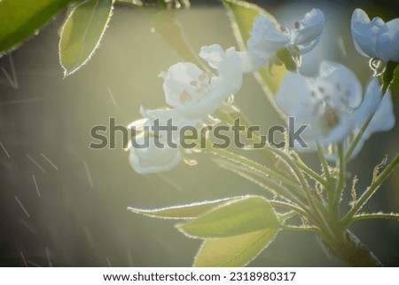 spring blooming apple tree in sunlight, white flower
