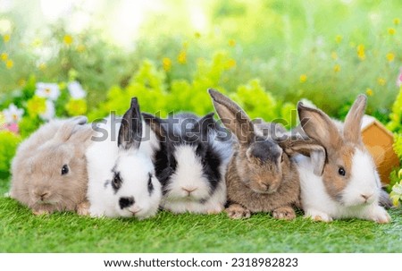 group of adorable young cute rabbit lying on green grass in home garden with nature blurred background, fluffy Easter bunny sitting lovely little pet playing together at park on spring summer day