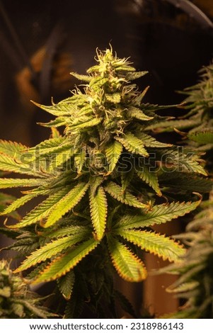 Beautiful medicinal plant Cannabis Sativa for indoor growing