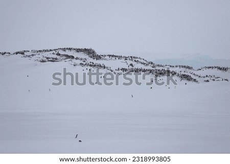 Antarctica landscape with rocks and penguins