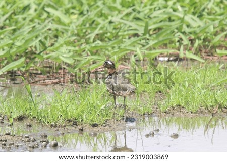 Beautiful bird, Greater Painted-snipe (Rostratula benghalensis) standing in a grass field, bird from Lake Limboto, Gorontalo. It is a water bird in the shorebird order