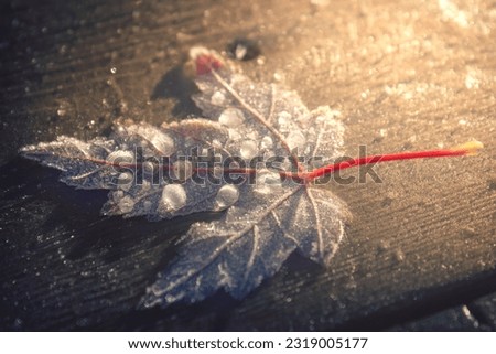 frost on a maple leaf