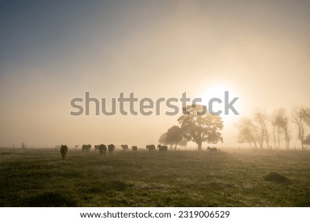 Sunny sunrise in the countryside of Uruguay. Royalty-Free Stock Photo #2319006529
