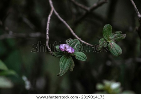 Dark Green Leaves Background Pictures 