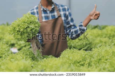 Two Asian farmers inspecting the quality of organic vegetables grown using hydroponics.