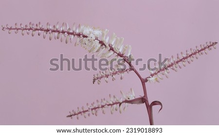 The beauty of the cabbage palm flower which is white with pink gradations. This plant has the scientific name Cordyline fruticosa.