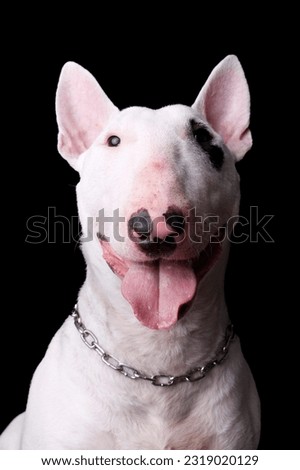 White Bull Terrier, powerful profile against black background. Perfect for shooter stock, Adobe Stock. Commercial use, advertising, high resolution. Boost sales with this captivating image.