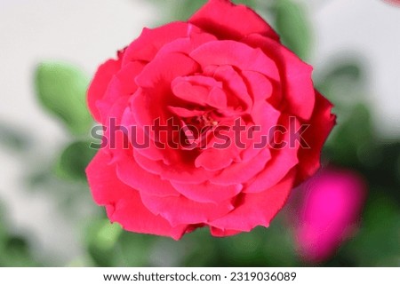 Blooming red rose on the tree